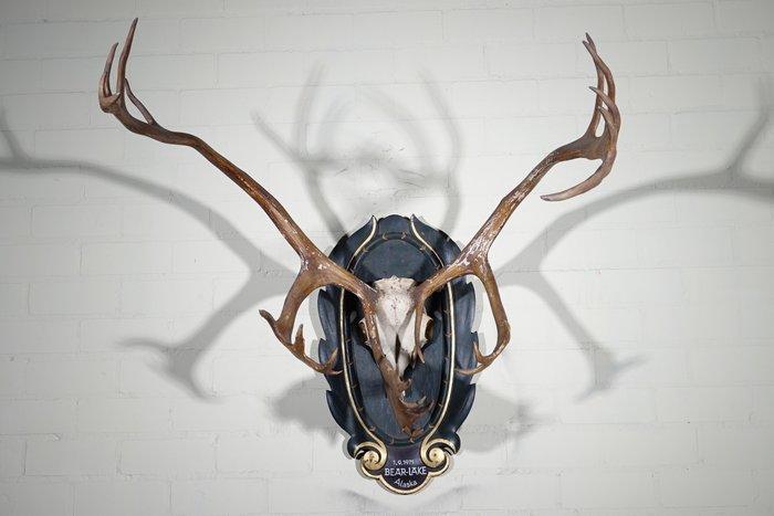 Reindeer/Caribou Schedel - Rangifer tarandus - 99 cm - 100, Collections, Collections Animaux