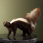 Stinkdier Bruin Taxidermie Opgezette Dieren By Max, Ophalen of Verzenden, Nieuw, Wild dier, Opgezet dier