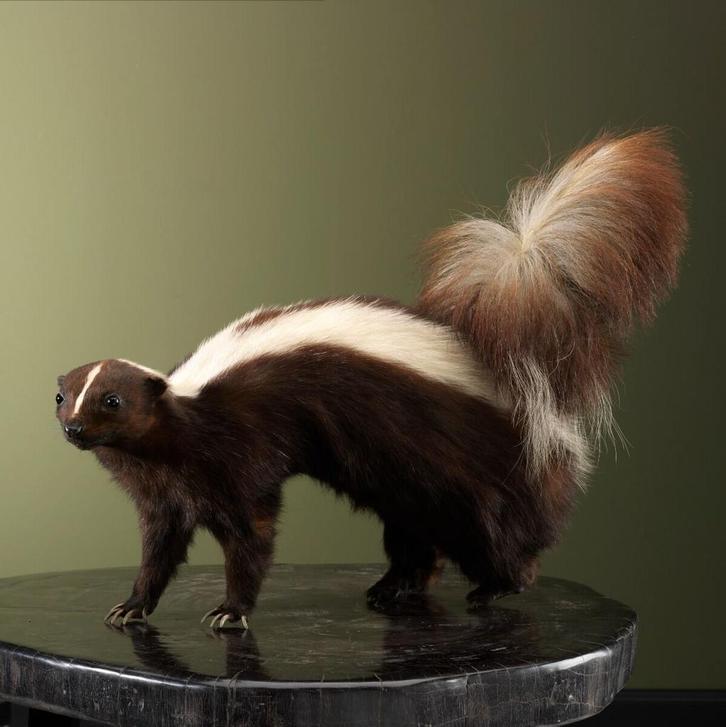 Stinkdier Bruin Taxidermie Opgezette Dieren By Max, Verzamelen, Dierenverzamelingen, Opgezet dier, Nieuw, Wild dier, Ophalen of Verzenden