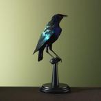 spreeuw Taxidermie volledige montage - Lamprotornis - 26 cm, Nieuw
