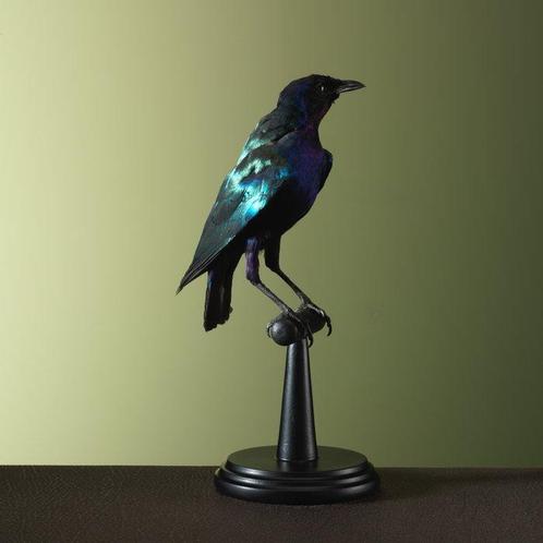 spreeuw Taxidermie volledige montage - Lamprotornis - 26 cm, Verzamelen, Dierenverzamelingen