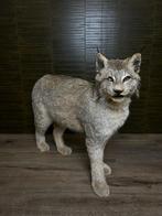 Canadese Lynx Taxidermie Opgezette Dieren By Max, Opgezet dier, Ophalen of Verzenden