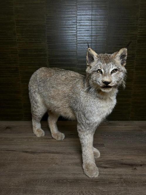 Canadese Lynx Taxidermie Opgezette Dieren By Max, Collections, Collections Animaux, Enlèvement ou Envoi