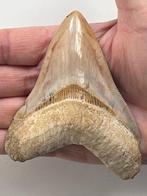 Megalodon tand 10,2 cm - Fossiele tand - Carcharocles