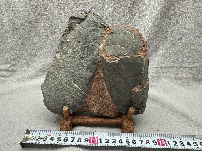 Dinosaurus - Gefossiliseerd ei - Oviraptor sp. - 18 cm - 17, Verzamelen, Mineralen en Fossielen