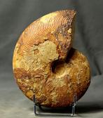 Fijne ammoniet - met 2 zijden schoongemaakt - ongewone, Verzamelen