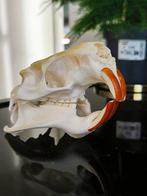 nutria Schedel - Myocastor coypus - 12 cm - 15 cm - 20 cm