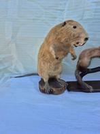 Reuzenot en diefje - Taxidermie volledige montage -, Nieuw