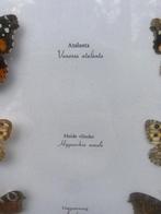 Vlinder Taxidermie volledige montage - Lepidoptera - 43 cm -, Verzamelen, Nieuw