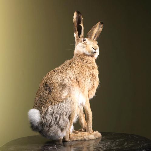 Haas Taxidermie Opgezette Dieren By Max, Collections, Collections Animaux, Enlèvement ou Envoi