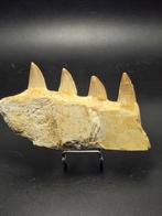 Mosasaurus - Gefossiliseerd dier - 12 cm (Zonder