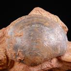 Fossiele schelpen specimen. - Fossiel fragment - Matrice, Nieuw