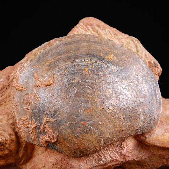 Fossiele schelpen specimen. - Fossiel fragment - Matrice, Verzamelen, Dierenverzamelingen
