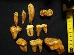 Holenbeer - Fossiele tanden - Ursus Spelaeus