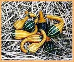Spoon kalebas 5000 zaden, Hobby en Vrije tijd, Knutselen, Nieuw