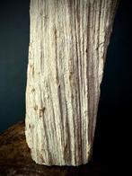 Gefossiliseerd hout - Dipterocarpus sp. - 17 cm - 34 cm