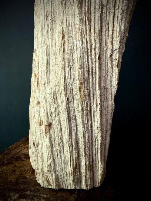 Gefossiliseerd hout - Dipterocarpus sp. - 17 cm - 34 cm, Verzamelen, Mineralen en Fossielen