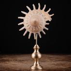 Exotische zeeschelp op messingbasis. Moderne Wunderkammer -, Verzamelen