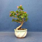 Bougainvillea bonsai (Bougainvillea glabra) - Hoogte (boom):, Antiek en Kunst