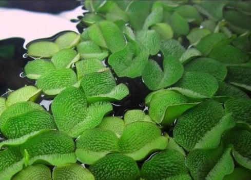 Salvinia Natans - Aquariumplant drijfplant in cup, Dieren en Toebehoren, Vissen | Aquaria en Toebehoren, Nieuw, Verzenden