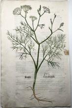 Leonhard Fuchs - Large folio with large woodcut, Fennel