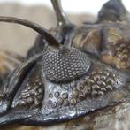 Doornige trilobiet - Fossiel rugschild - Walliserops, Collections