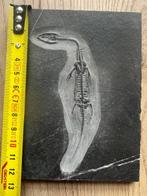 Zeereptiel - Gefossiliseerd dier - Keichousaurus - 12.8 cm -