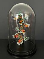 Madagascan Moon Moth Support de corps entier pour taxidermie