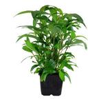 Hygrophila Siamensis XL, Dieren en Toebehoren, Vissen | Aquaria en Toebehoren, Verzenden, Nieuw