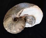 Nautilus - Gefossiliseerde schelp - Cenoceras belmontense -