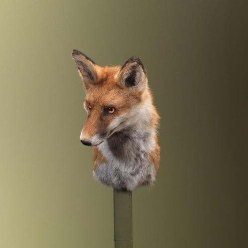 Vos Taxidermie Opgezette Dieren By Max, Verzamelen, Dierenverzamelingen, Opgezet dier, Nieuw, Wild dier, Ophalen of Verzenden