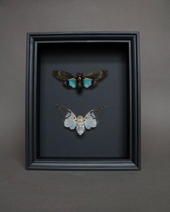 Cigale Taxidermie volledige montage - Ayuthia spectabilis x, Verzamelen, Dierenverzamelingen