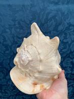 Grote Tritons Trompet Schelp Schelpdier - Charonia tritonis, Nieuw