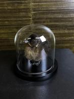 Bruin Eendje in Stolp Taxidermie Opgezette Dieren By Max, Verzamelen, Dierenverzamelingen, Ophalen of Verzenden, Nieuw, Vogel
