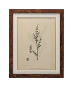 Wanddecoratie (2) - Verenigd Koninkrijk - English Botany