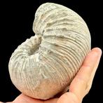 Ammoniet - Gefossiliseerde schelp - Liparoceras cheltiense -