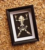 Skelet kikker Taxidermie volledige montage - Duttaphrymus -, Antiek en Kunst