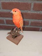 Rode kanarie Taxidermie volledige montage - Serinus canaria, Nieuw