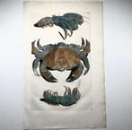 Maria Sibylla Merian; Georg Eberhard Rumphius - Exotic Sea