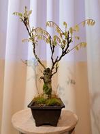 Wisteria bonsai - Hoogte (boom): 40 cm - Diepte (boom): 30