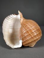 Tonna-schelp Zeeschelp - Tonna dolium (Zonder Minimumprijs), Verzamelen, Nieuw