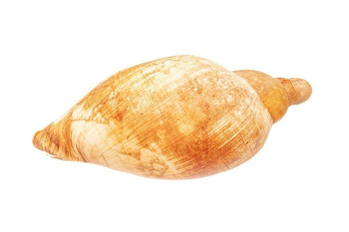 Australische Walzenschnecke ****GEM**** Taxidermie, Verzamelen, Dierenverzamelingen