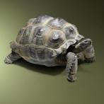 Seychellen Schildpad Replica, Verzamelen, Dierenverzamelingen, Nieuw, Wild dier, Opgezet dier, Ophalen of Verzenden