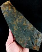 Primitieve stekelhuidige - Stylophora!!! - Gefossiliseerd