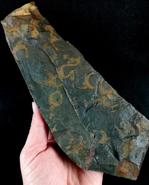 Primitieve stekelhuidige - Stylophora!!! - Gefossiliseerd, Verzamelen, Mineralen en Fossielen