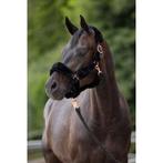 Halster supersoft pony zwart - kerbl, Dieren en Toebehoren, Paarden en Pony's | Overige Paardenspullen, Nieuw