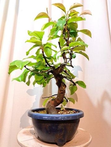 Pseudocydonia bonsai (coing) - Hauteur (arbre) : 45 cm -