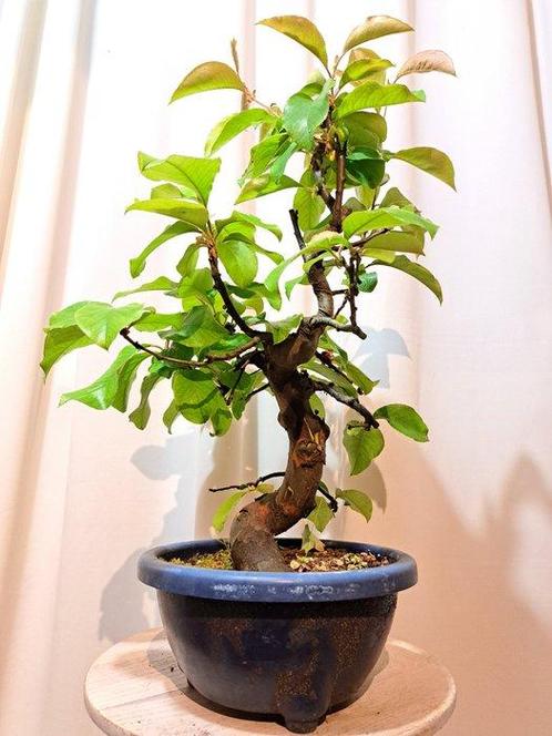 Pseudocydonia bonsai (coing) - Hauteur (arbre) : 45 cm -, Antiek en Kunst, Curiosa en Brocante