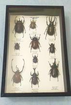 Herculeskever Taxidermie volledige montage - Xylotrupes, Nieuw