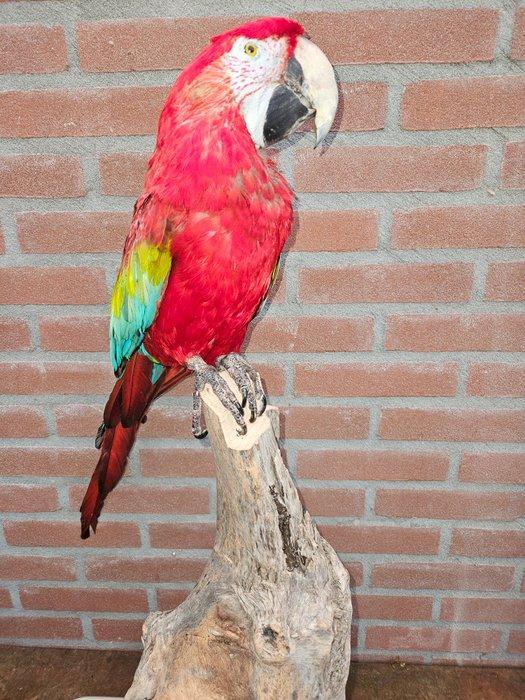 Groenvleugel ara Taxidermie volledige montage - Ara, Verzamelen, Dierenverzamelingen